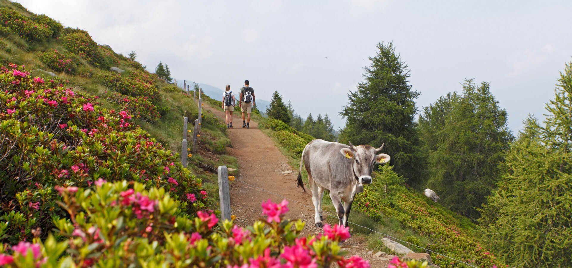 urlaub-im-meraner-land-schenna-suedtirol