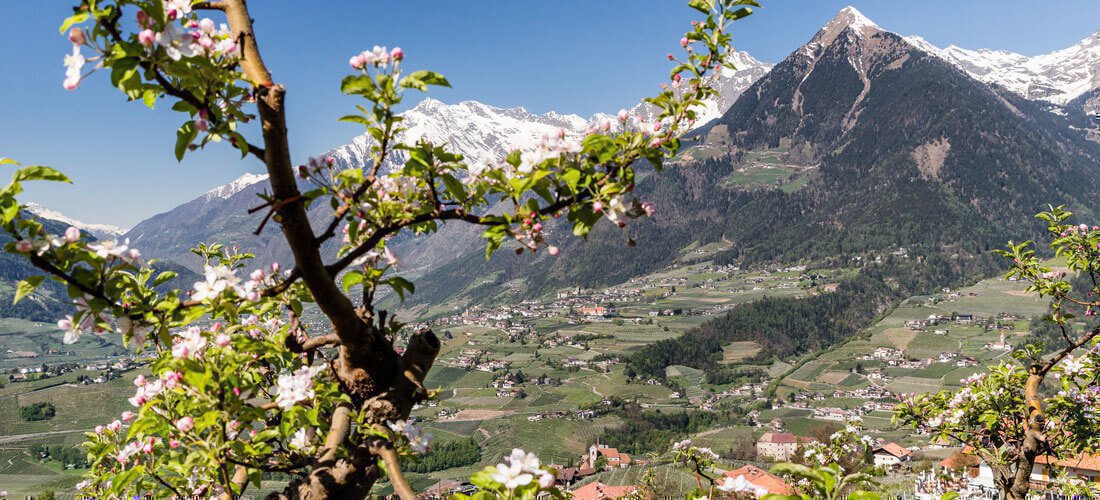 Die Apfelblüte in Südtirol ist das Spektakel im Frühling